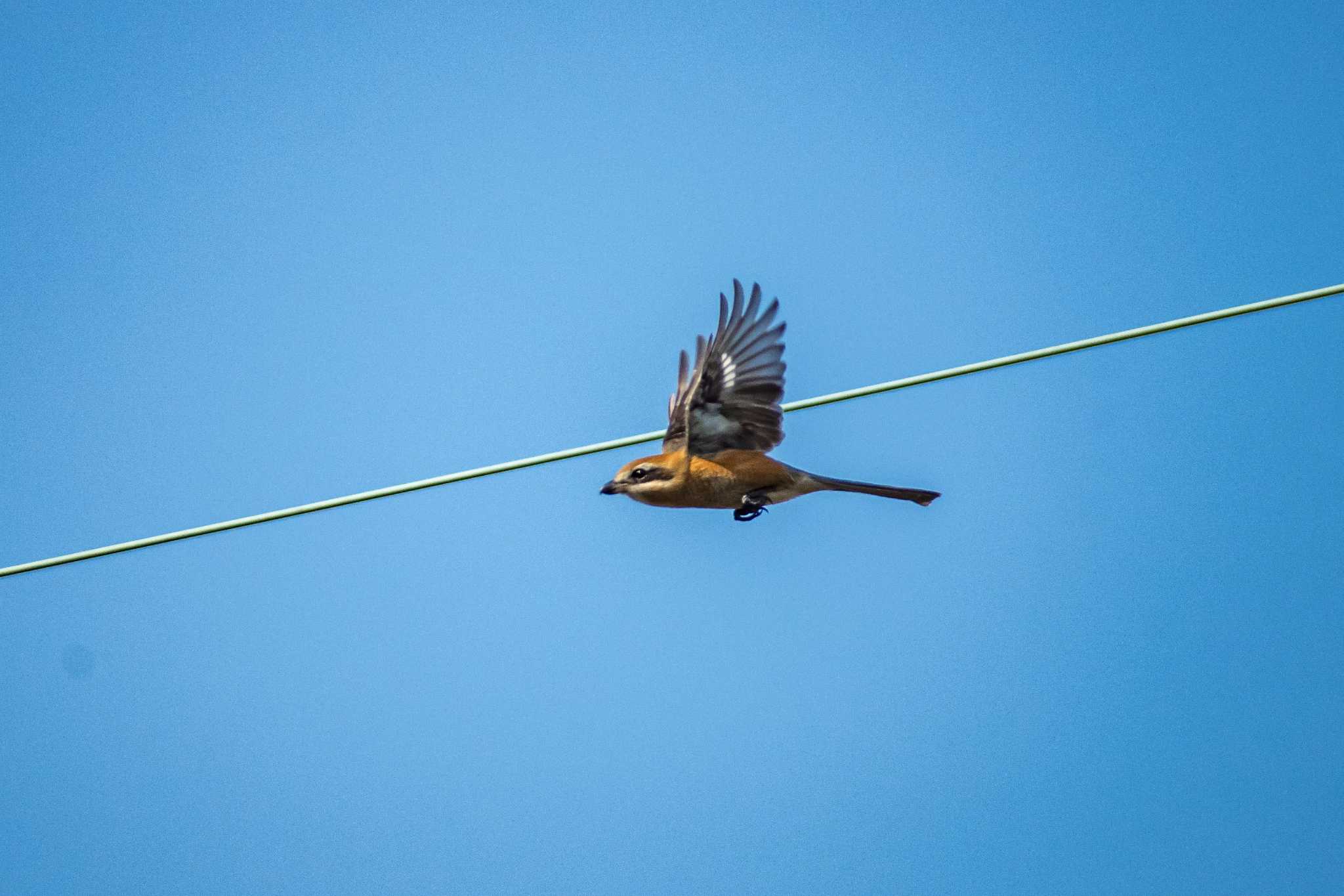 Photo of Bull-headed Shrike at 