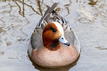 Eurasian Wigeon 瑞梅寺川 Sun, 3/20/2022