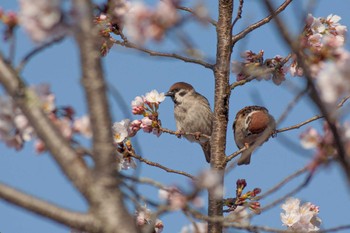 スズメ 場所が不明 2022年3月30日(水)