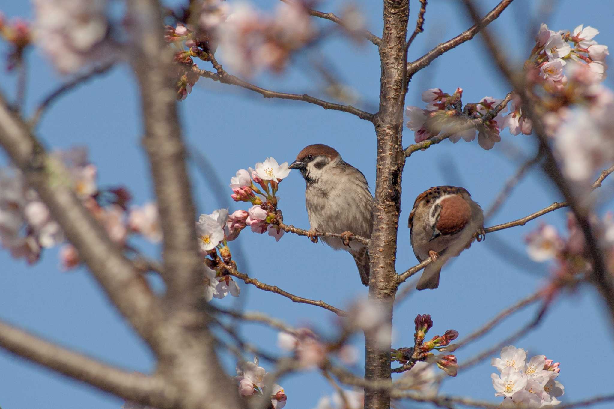 Photo of Eurasian Tree Sparrow at  by veritas_vita