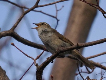 2022年3月31日(木) 三ツ池公園(横浜市鶴見区)の野鳥観察記録