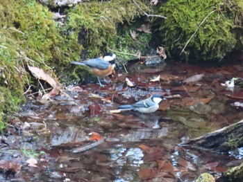 Japanese Tit 西湖野鳥の森公園 Sat, 3/26/2022