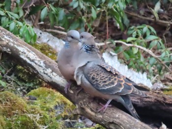 Oriental Turtle Dove 西湖野鳥の森公園 Sat, 3/26/2022