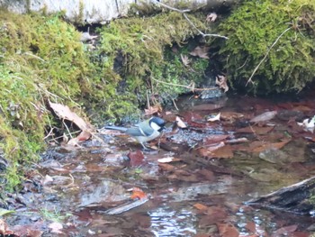 シジュウカラ 西湖野鳥の森公園 2022年3月26日(土)