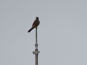 Common Kestrel 大井町 Sun, 3/27/2022