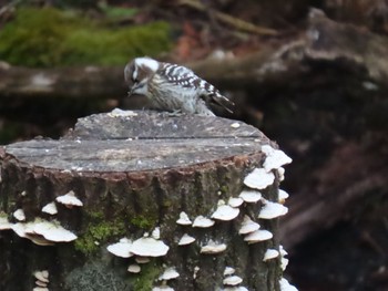 Japanese Pygmy Woodpecker 西湖野鳥の森公園 Sat, 3/26/2022