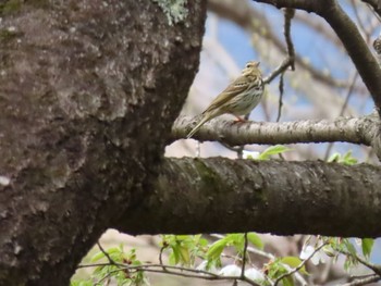 Olive-backed Pipit 大井町 Sun, 3/27/2022