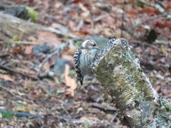 Japanese Pygmy Woodpecker 西湖野鳥の森公園 Sat, 3/26/2022