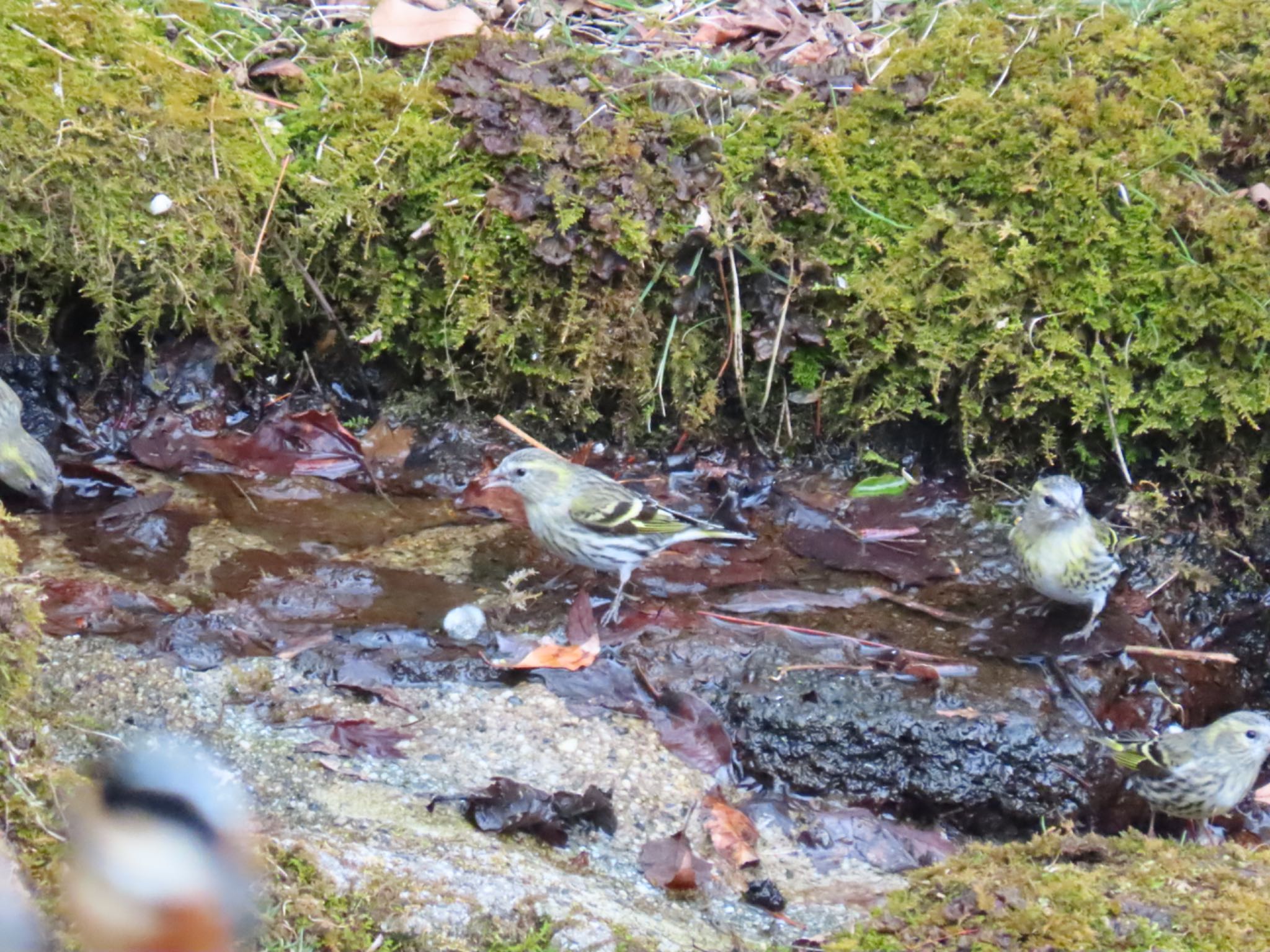 西湖野鳥の森公園 マヒワの写真 by Taka