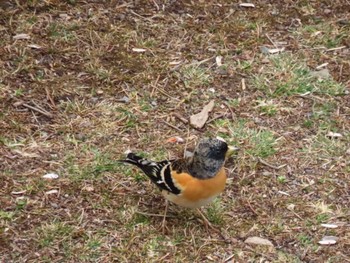 Brambling 西湖野鳥の森公園 Sat, 3/26/2022