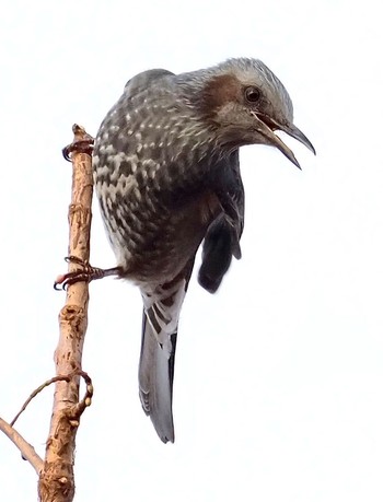 Brown-eared Bulbul 琵琶湖 Sun, 12/12/2021