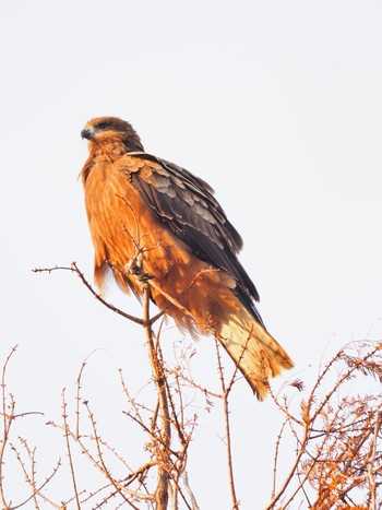 Black Kite 琵琶湖 Sun, 12/12/2021