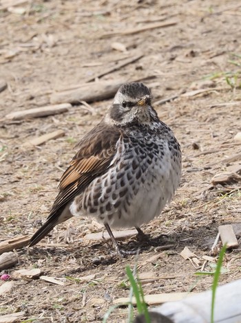 Dusky Thrush 大阪万博公園 Mon, 3/7/2022