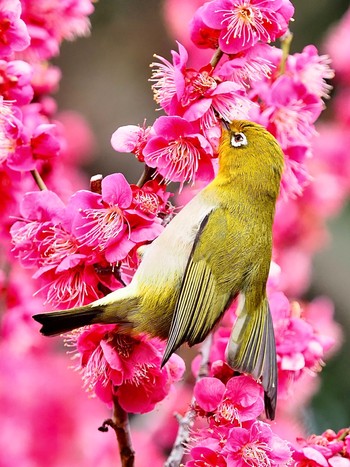 Warbling White-eye 大阪万博公園 Mon, 3/7/2022