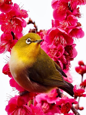 Warbling White-eye 大阪万博公園 Mon, 3/7/2022