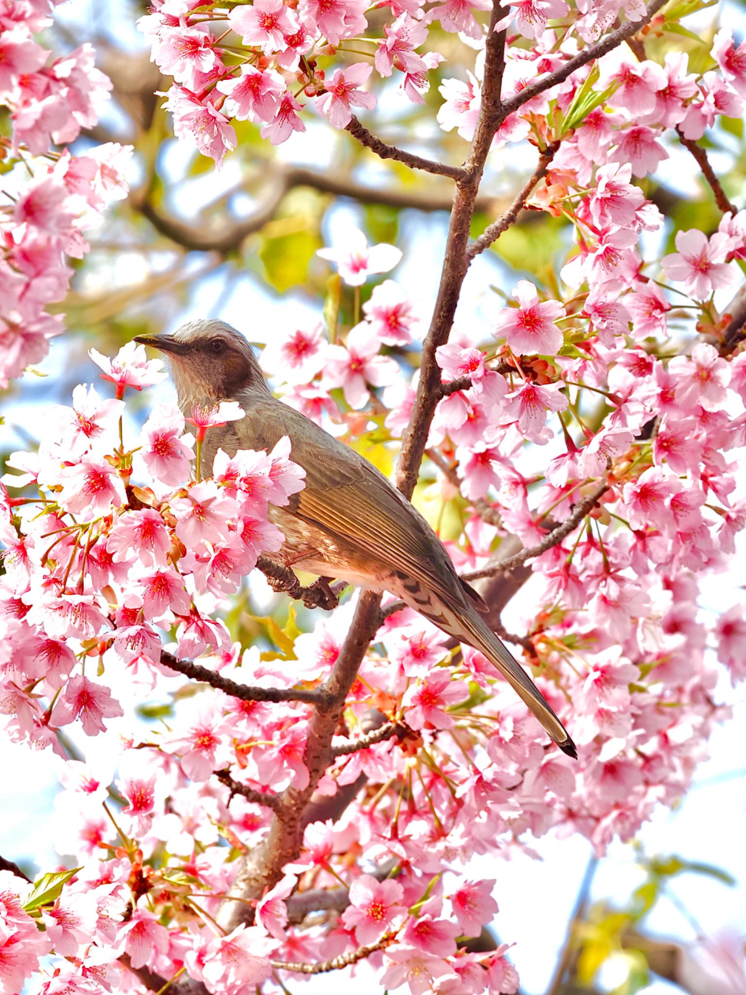 Photo of Brown-eared Bulbul at 高台寺 by りょう⭐︎