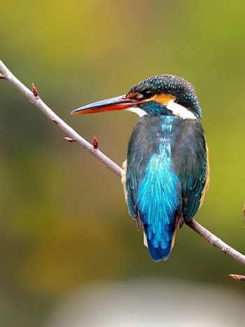 Common Kingfisher 桂坂野鳥遊園 Wed, 3/30/2022