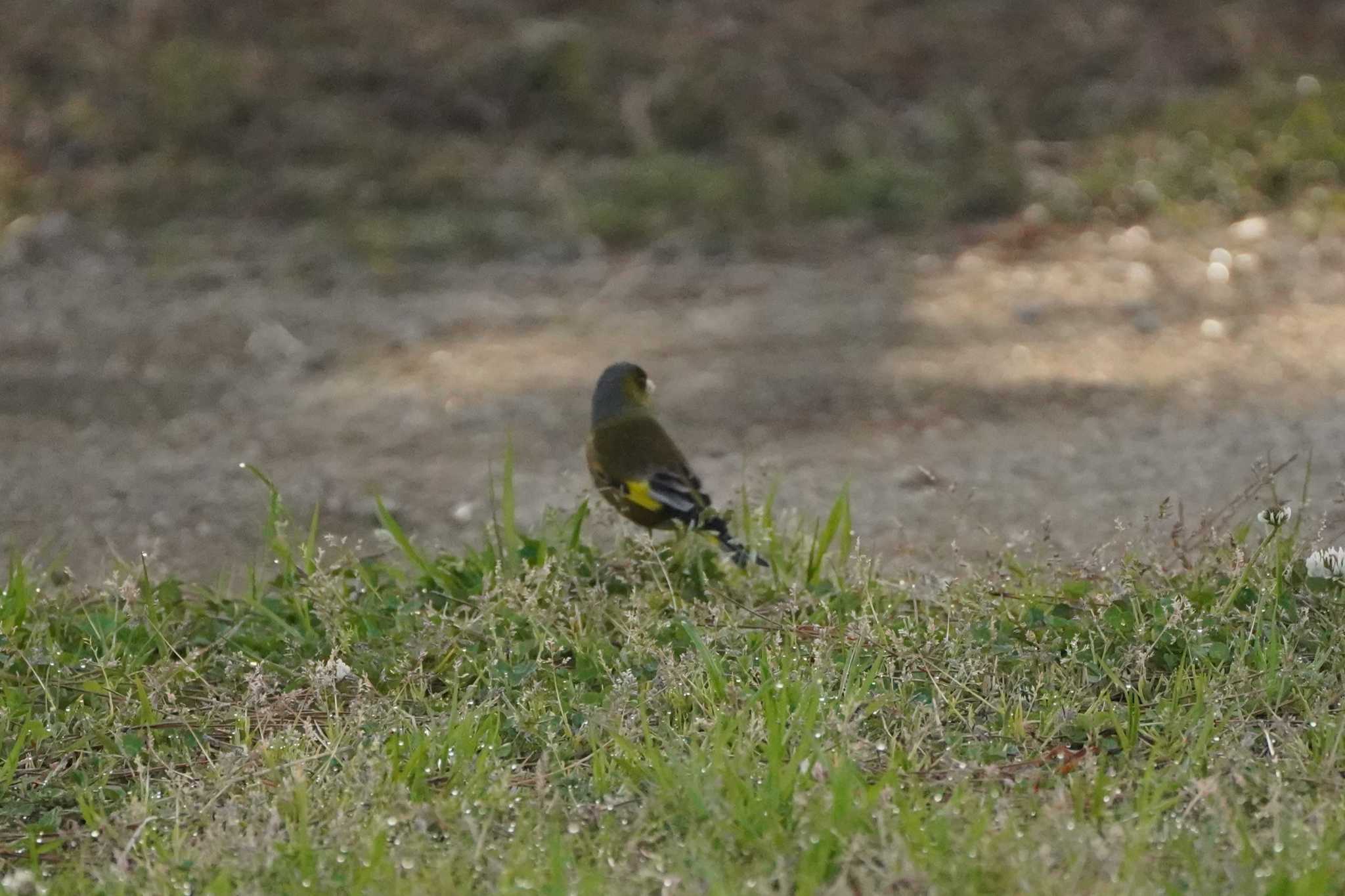 カワラヒワ