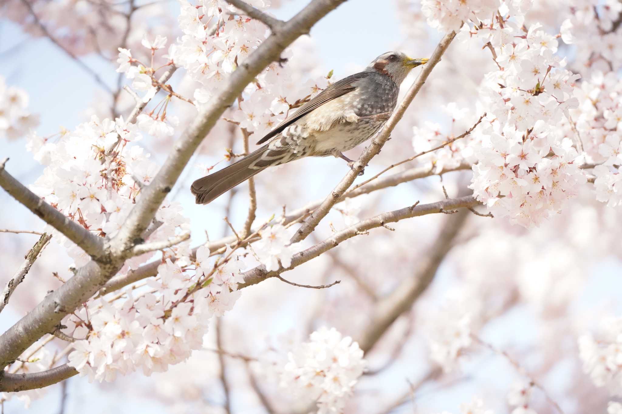 兵庫県芦屋市南芦屋浜運動公園 ヒヨドリの写真 by Tsubasa Abu