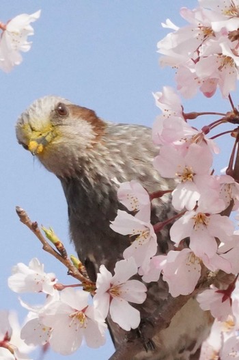 2022年3月31日(木) 兵庫県芦屋市南芦屋浜運動公園の野鳥観察記録