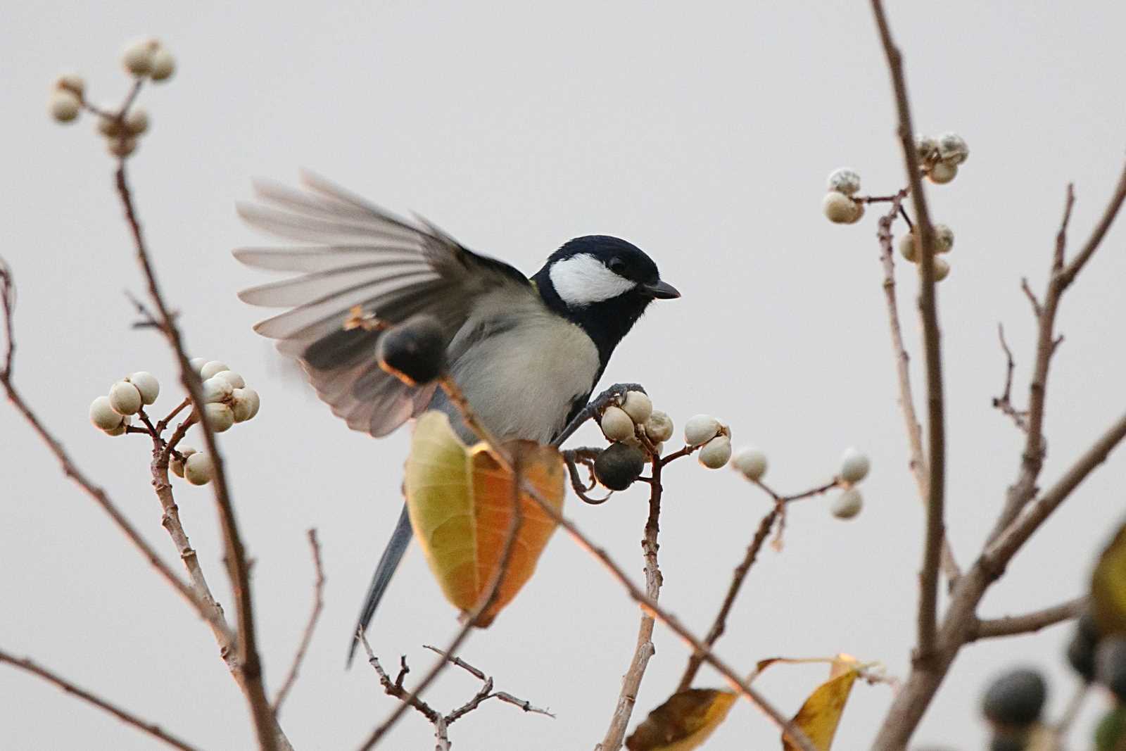 Photo of Japanese Tit at Kasai Rinkai Park