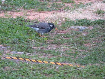 2022年3月30日(水) 兵庫県芦屋市南芦屋浜遠藤公園の野鳥観察記録