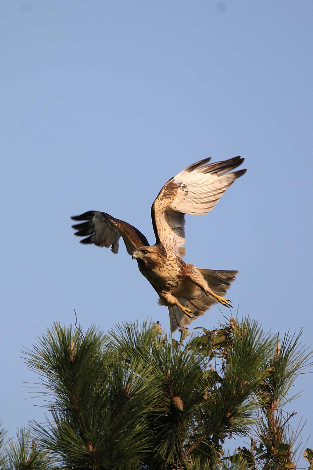 Photo of Eastern Buzzard at Kasai Rinkai Park