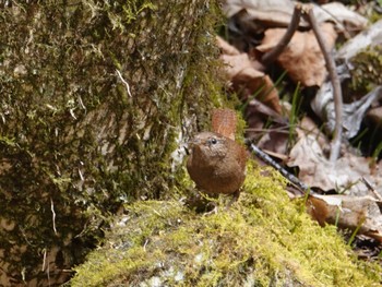 2022年3月31日(木) 檜原都民の森の野鳥観察記録