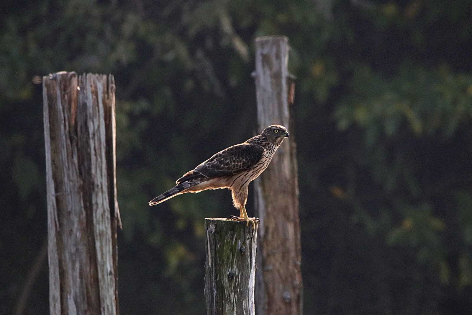 葛西臨海公園 オオタカの写真