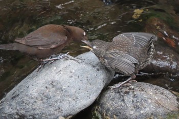 2022年3月31日(木) 藤木川(湯河原町)の野鳥観察記録