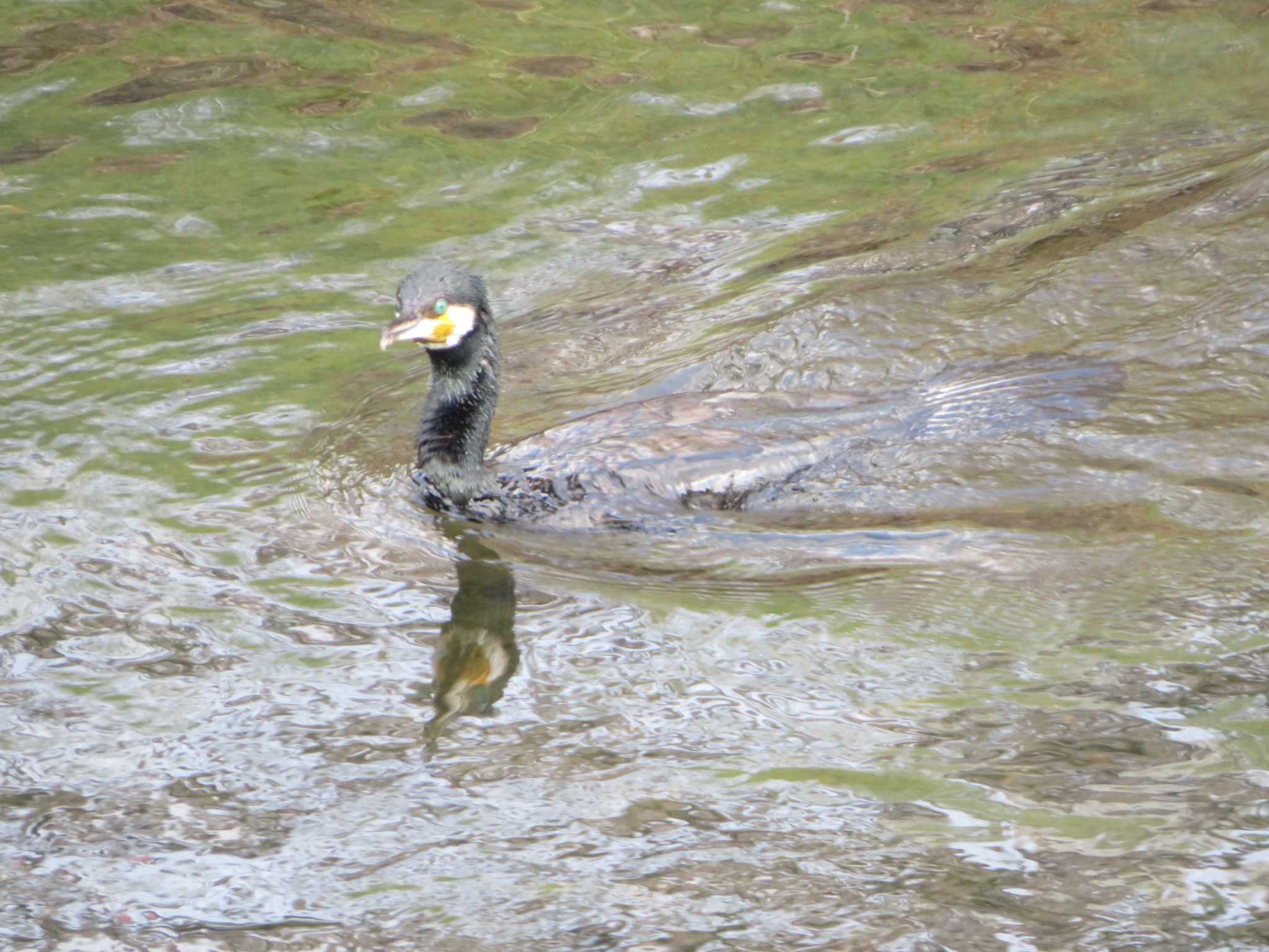  カワウの写真 by KAT