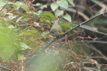 メボソムシクイ 三重県上野森林公園 2017年11月5日(日)