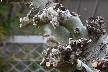 2022年3月31日(木)  宝梅の野鳥観察記録