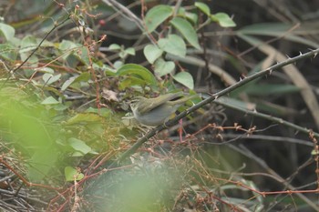 メボソムシクイ 三重県上野森林公園 2017年11月5日(日)