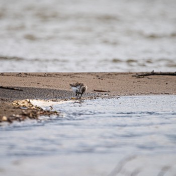 Dunlin 長野県 Mon, 3/28/2022