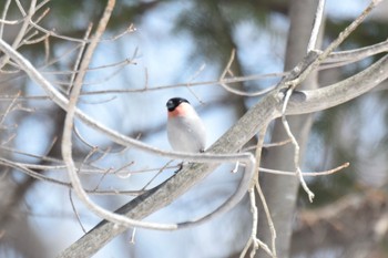 ウソ 真駒内公園 2022年3月31日(木)