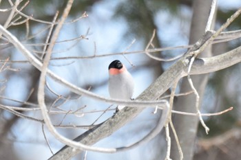 2022年3月31日(木) 真駒内公園の野鳥観察記録