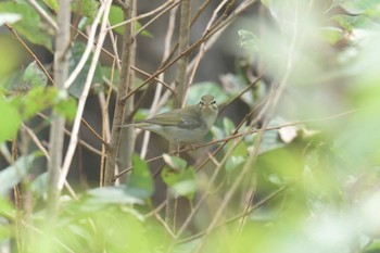 メボソムシクイ 三重県上野森林公園 2017年11月5日(日)