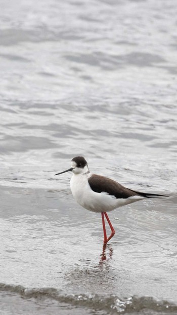 Black-winged Stilt Yamanakako Lake Sun, 3/27/2022