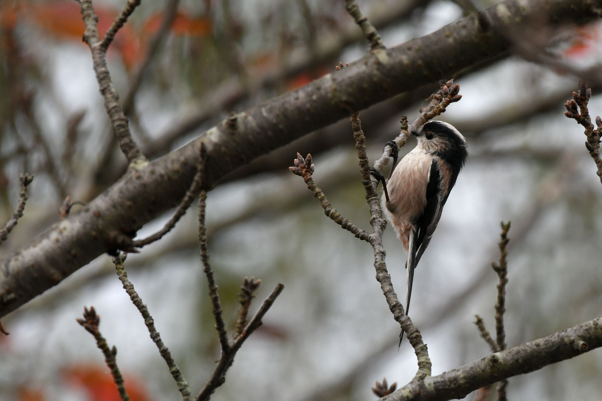 Photo of Long-tailed Tit at ほぼ枝な紅葉エナガ