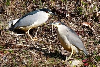 Black-crowned Night Heron 静岡県 蓮華寺池公園(藤枝市) Sun, 2/6/2022