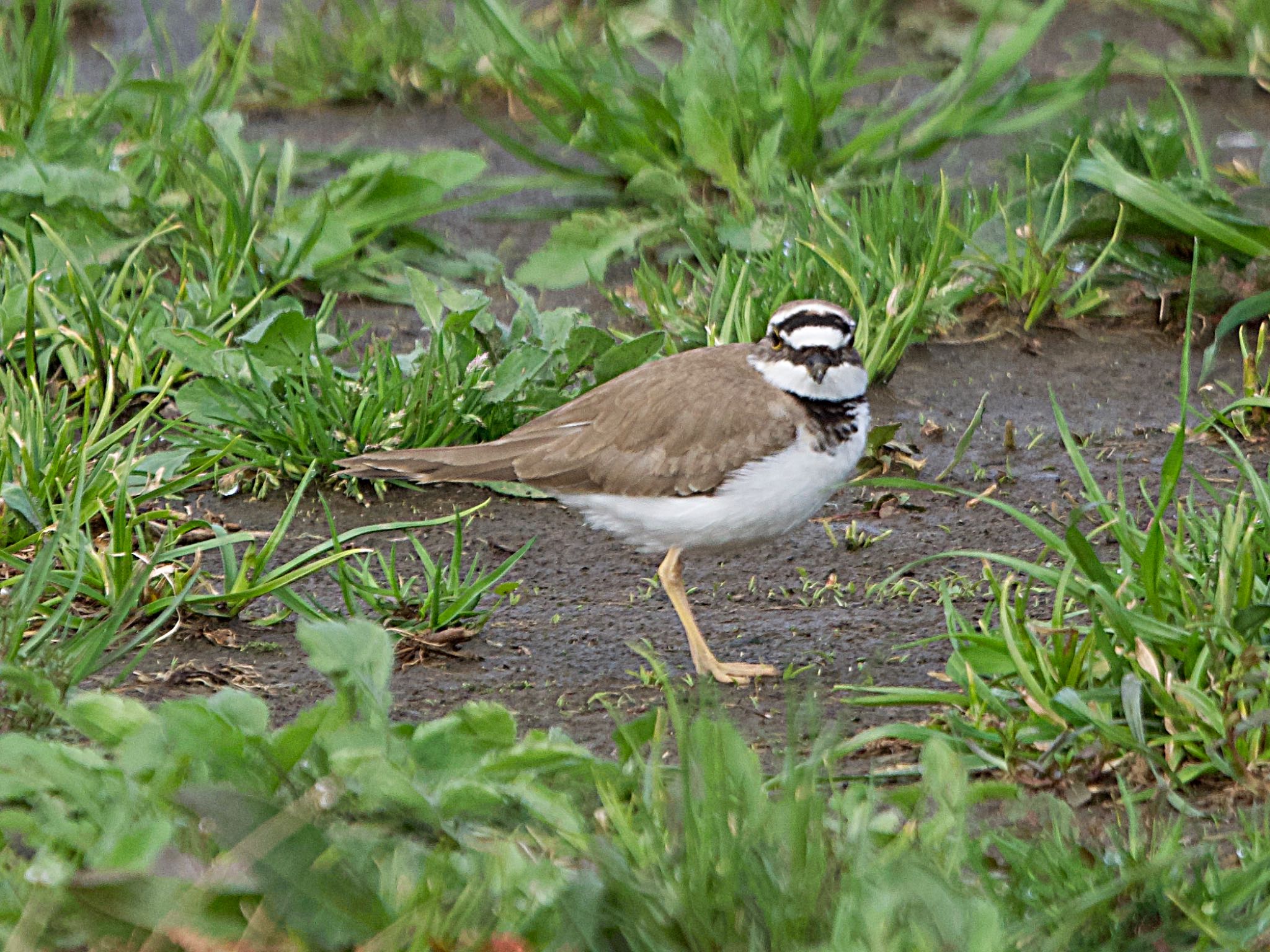 Photo of Little Ringed Plover at 境川遊水地公園 by アポちん