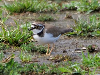 Little Ringed Plover 境川遊水地公園 Sun, 3/27/2022