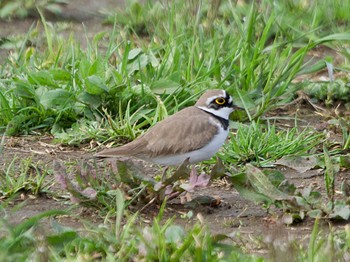 Little Ringed Plover 境川遊水地公園 Sun, 3/27/2022