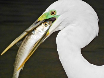 Great Egret 夙川 Tue, 3/29/2022