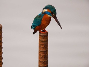 Common Kingfisher 新池 Mon, 3/28/2022