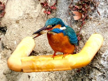 Common Kingfisher 新池 Mon, 3/28/2022