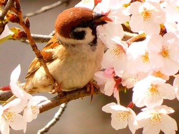 Eurasian Tree Sparrow 夙川河川敷緑地(夙川公園) Wed, 3/30/2022