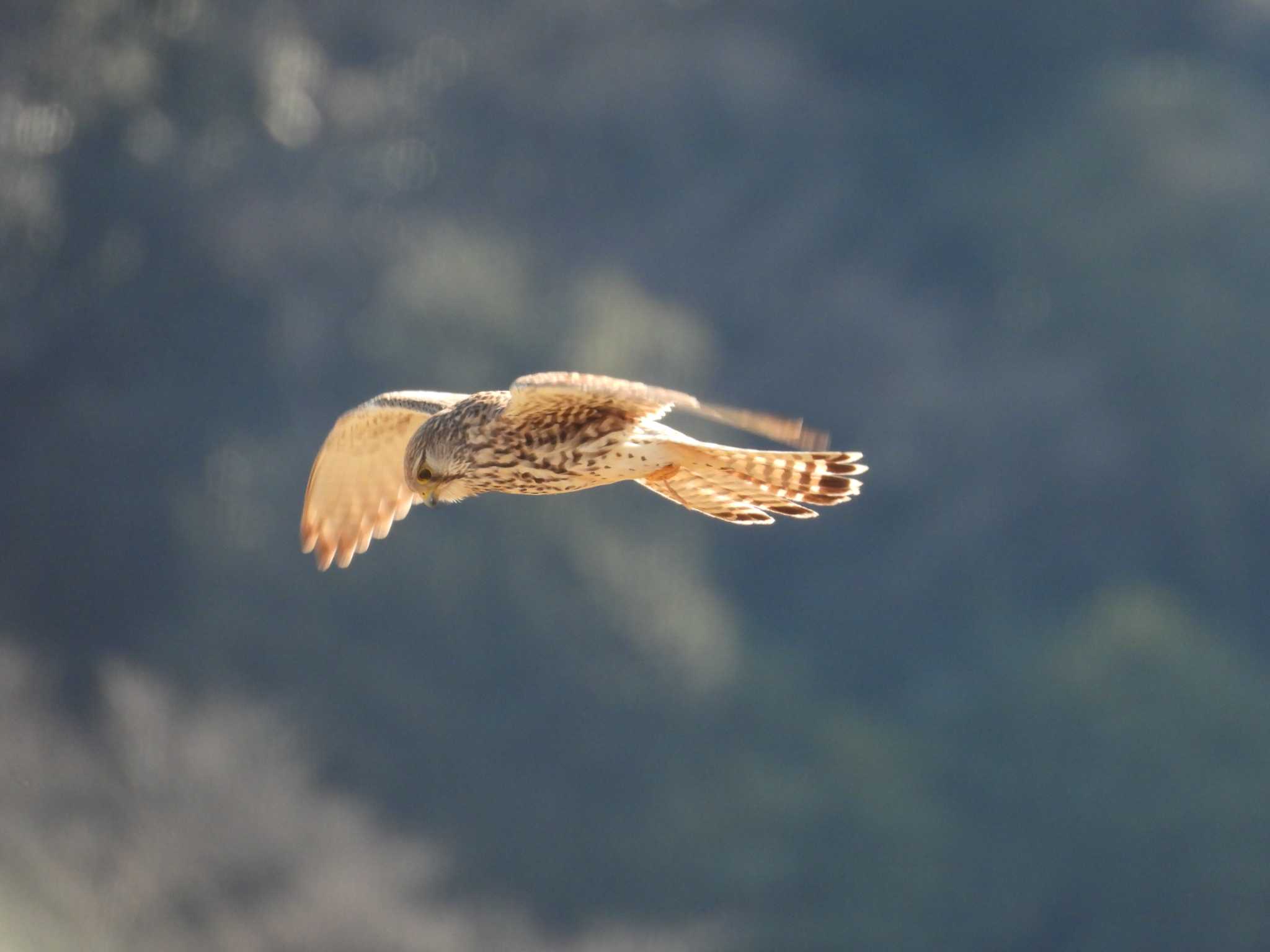 Common Kestrel