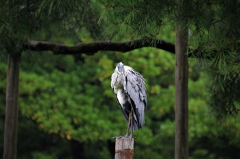 Grey Heron Kenrokuen Sat, 8/8/2020